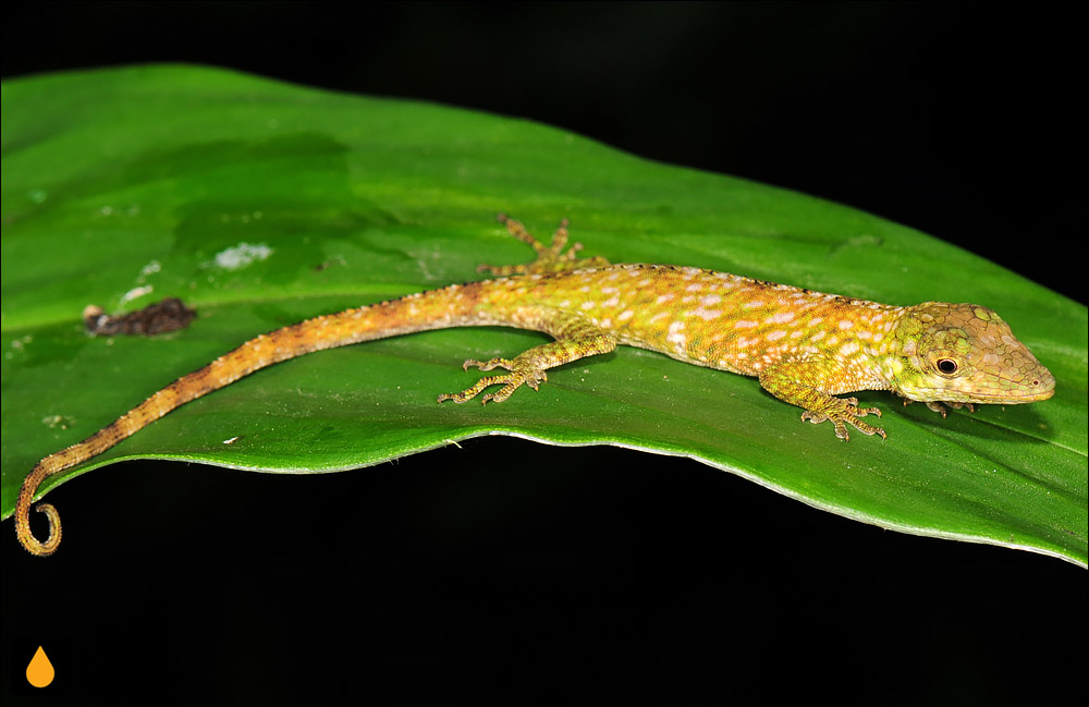 آنول آندی اورسس