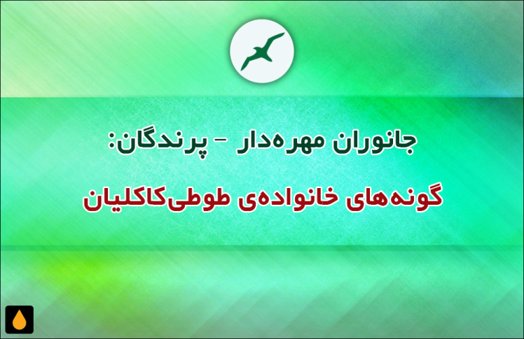 جانوران مهره‌دار - پرندگان: گونه‌های خانواده‌ی طوطی‌کاکلیان