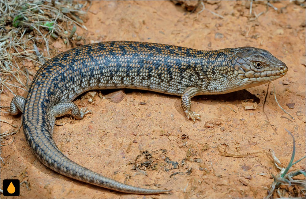 سقنقور زبان‌آبی کوتوله‌ی آدلاید