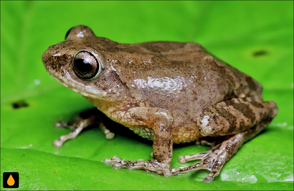 Raorchestes ravii