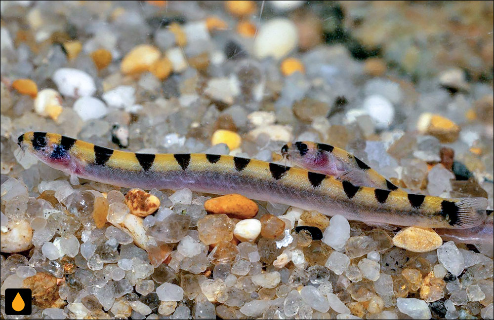 Pangio cuneovirgata