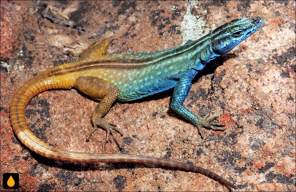 مارمولک تخت دماغه (مارمولک تخت ناماکا)