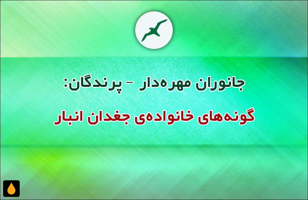 جانوران مهره‌دار - پرندگان: گونه‌های خانواده‌ی جغدان انبار