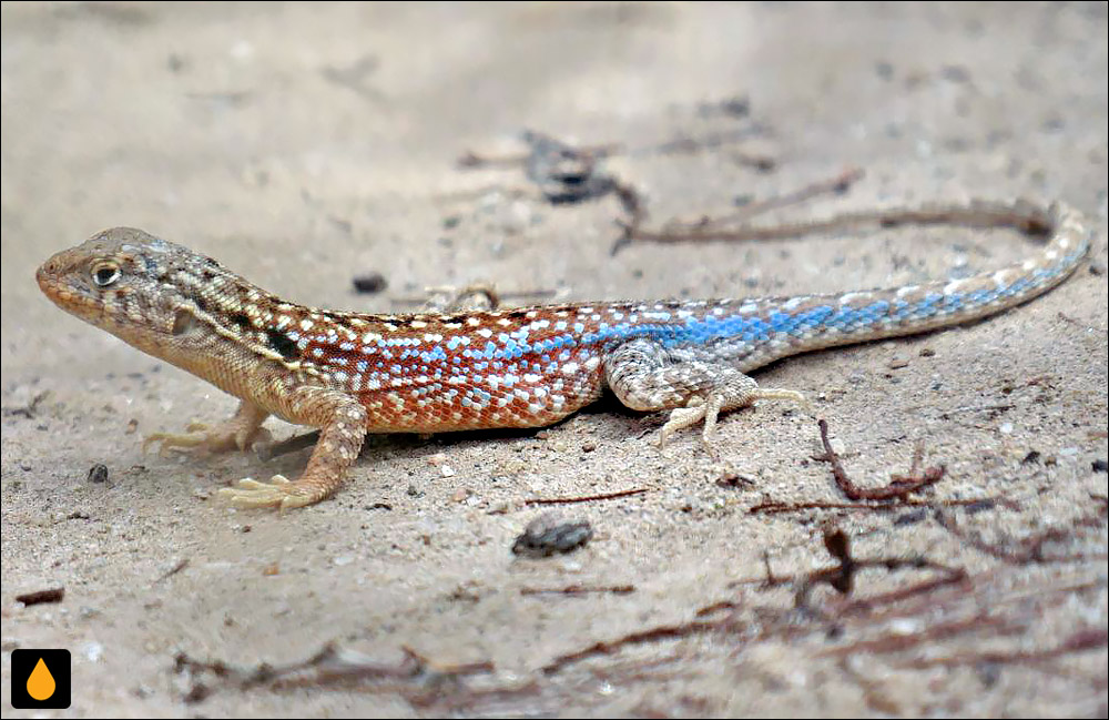 مارمولک هموارگلوی کیلمس