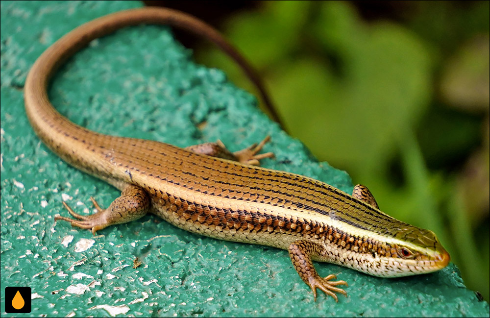 مابویای هندی تیغهدار