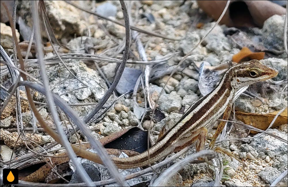 آنول کوچکبادبزن پونس