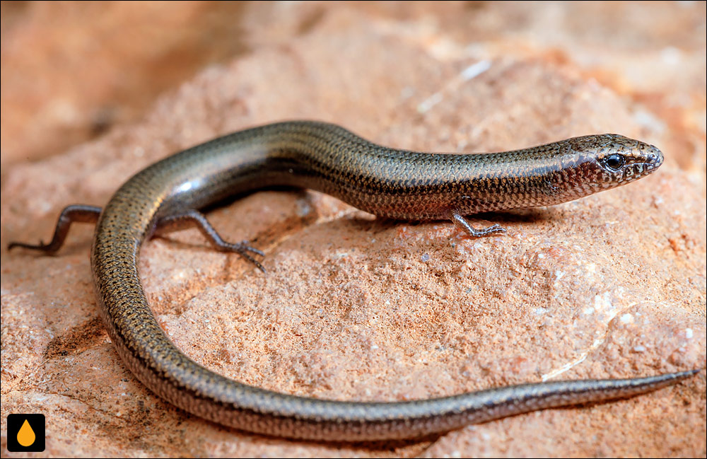 لغزنده‌ی کوهستان دماغه