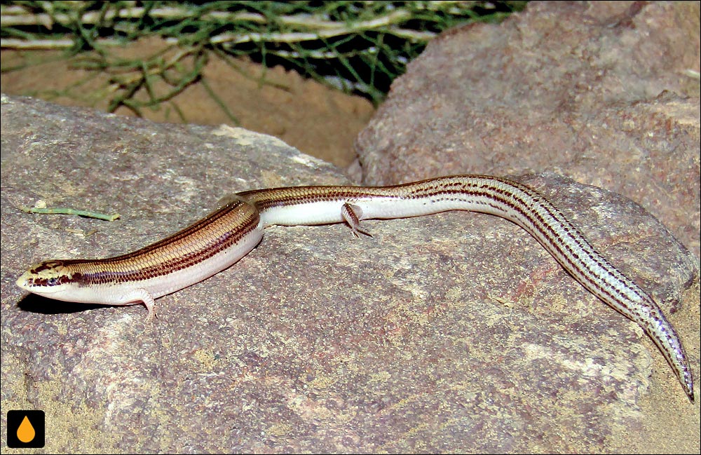 سقنقور ماری فلات