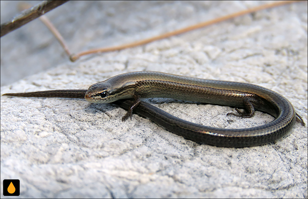 سقنقور مسی اروپایی (سقنقور چشمماری اروپایی)