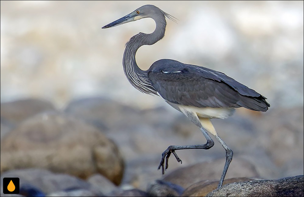 حواصیل شکم‌سفید (حواصیل شاهی)