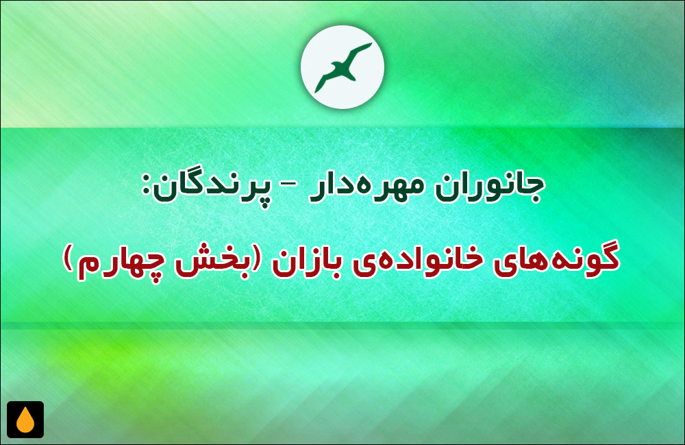 جانوران مهره‌دار - پرندگان: گونه‌های خانواده‌ی بازان (بخش چهارم)