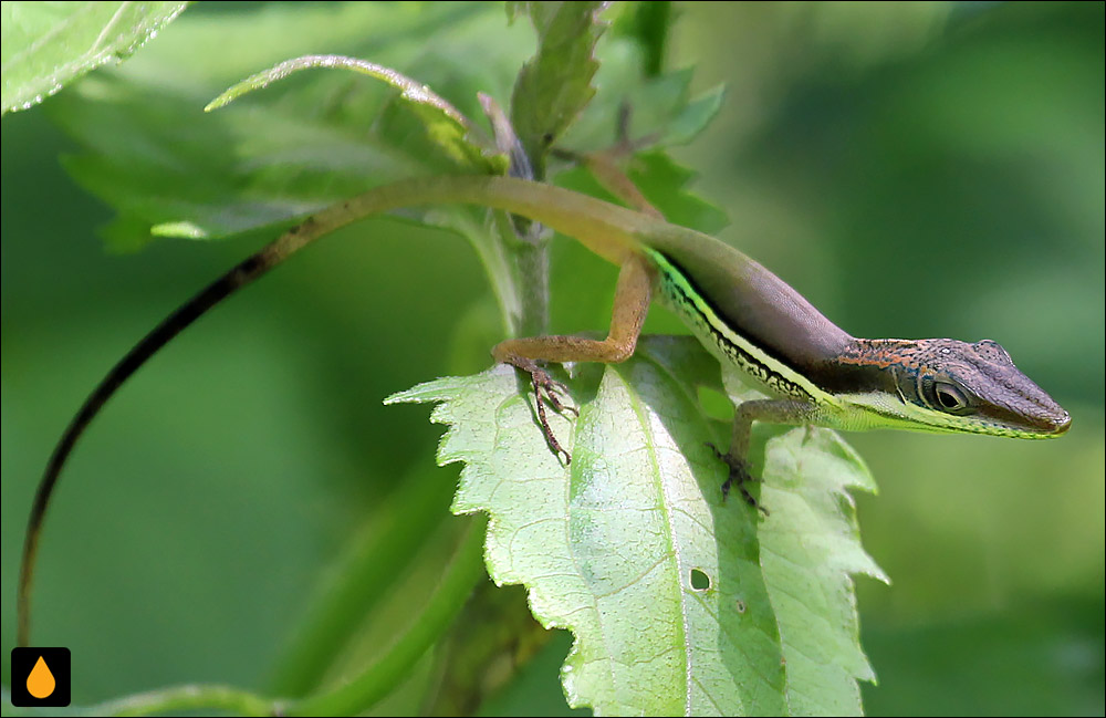 آنول هندرسون