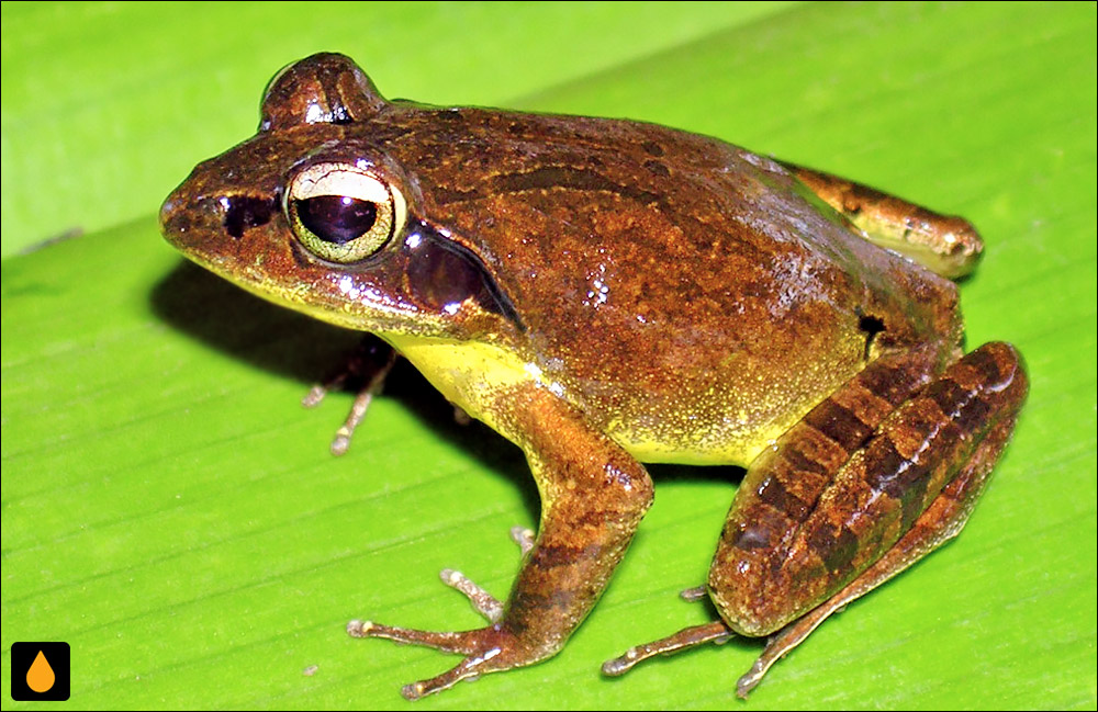 Aglyptodactylus securifer