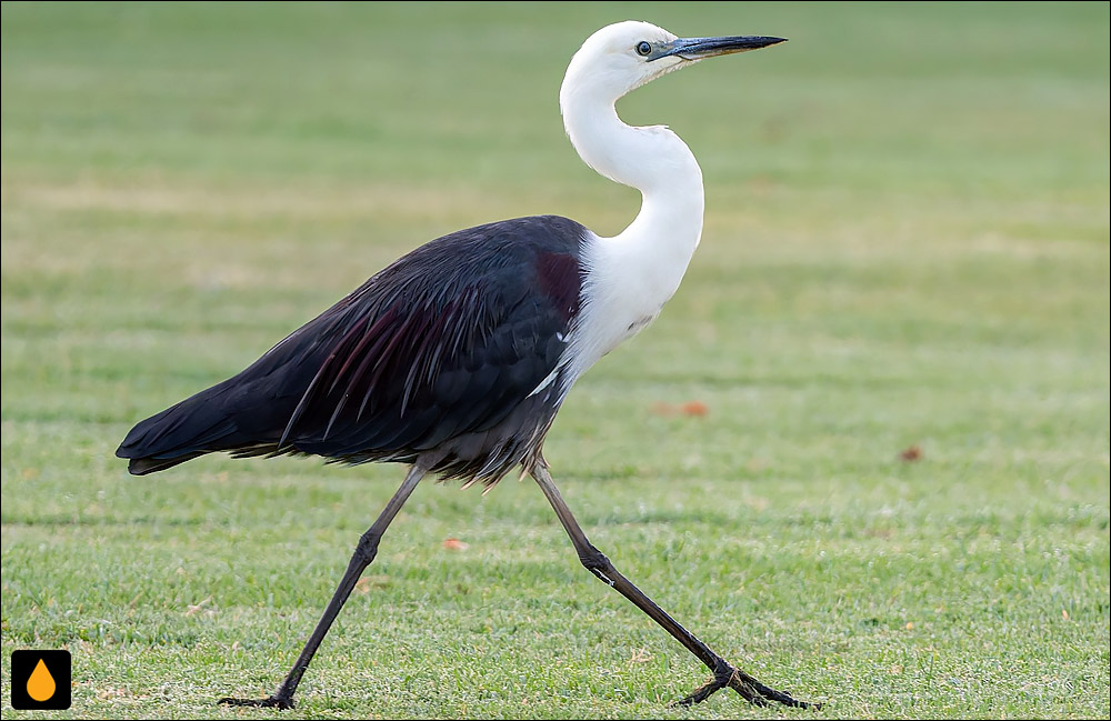 حواصیل گردن‌سفید (حواصیل آرام)