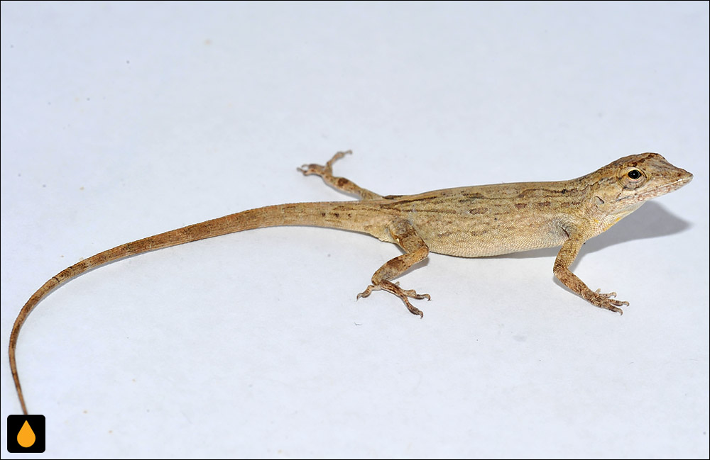 آنول رنگ‌پریده‌ی شرقی