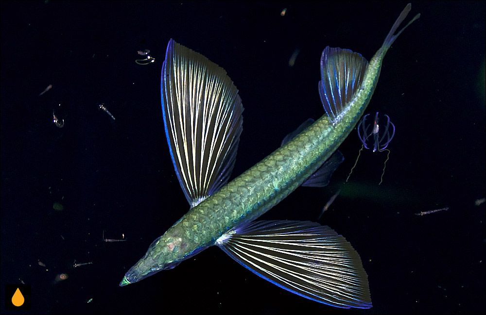 Fodiator rostratus