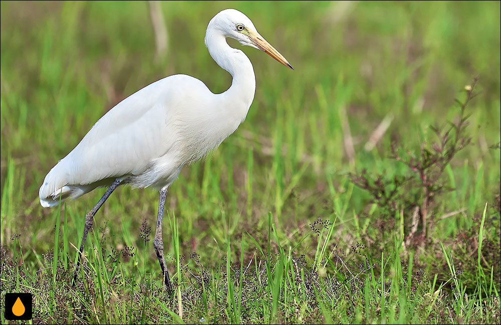 اگرت میان‌جثه (غار میان‌جثه)