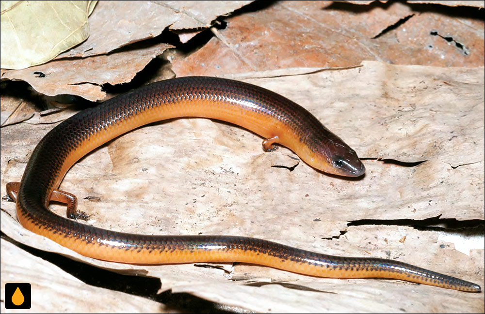 سقنقور پاکوتاه دورنگ