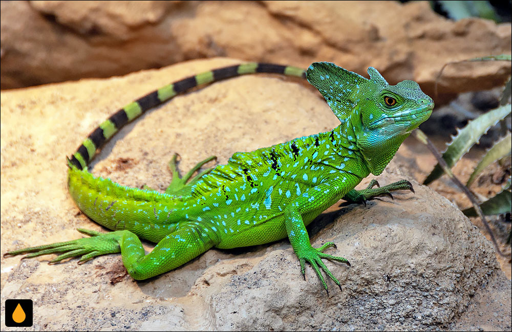 باسیلیسک شهپردار (باسیلیسک سبز)