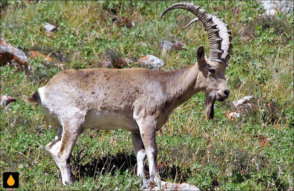 بز کوهی سیبری (پستانداری از خانواده‌ی گاوان)