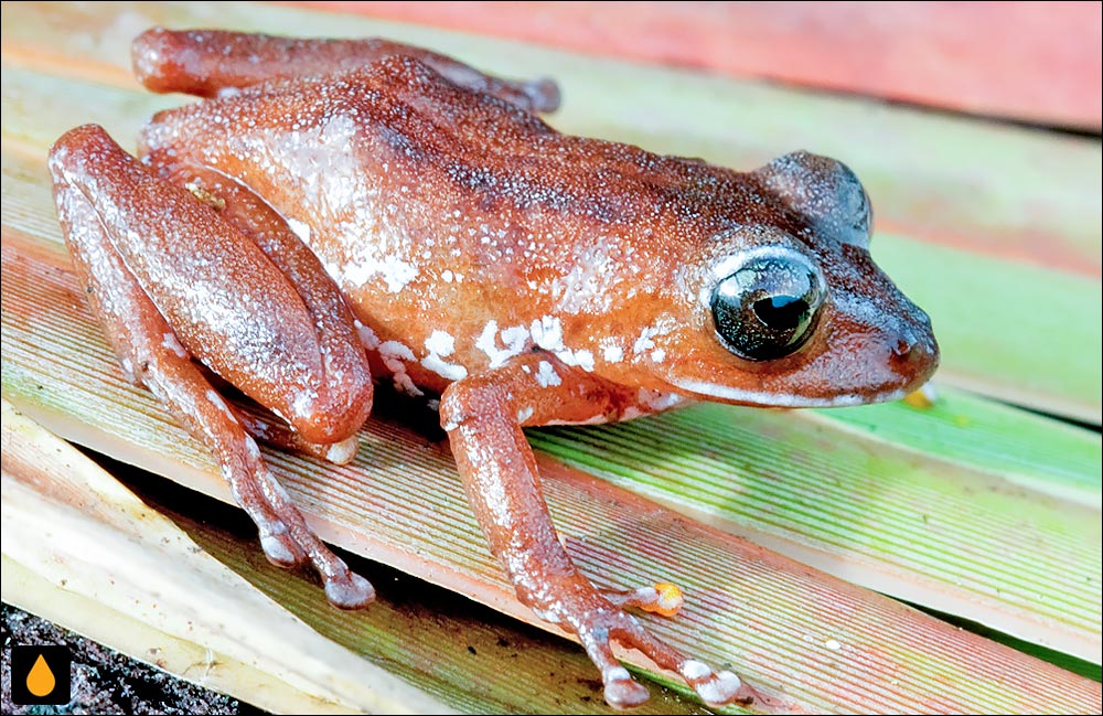 Pristimantis jamescameroni