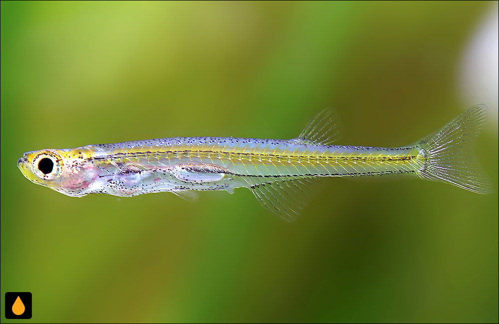 Danionella translucida