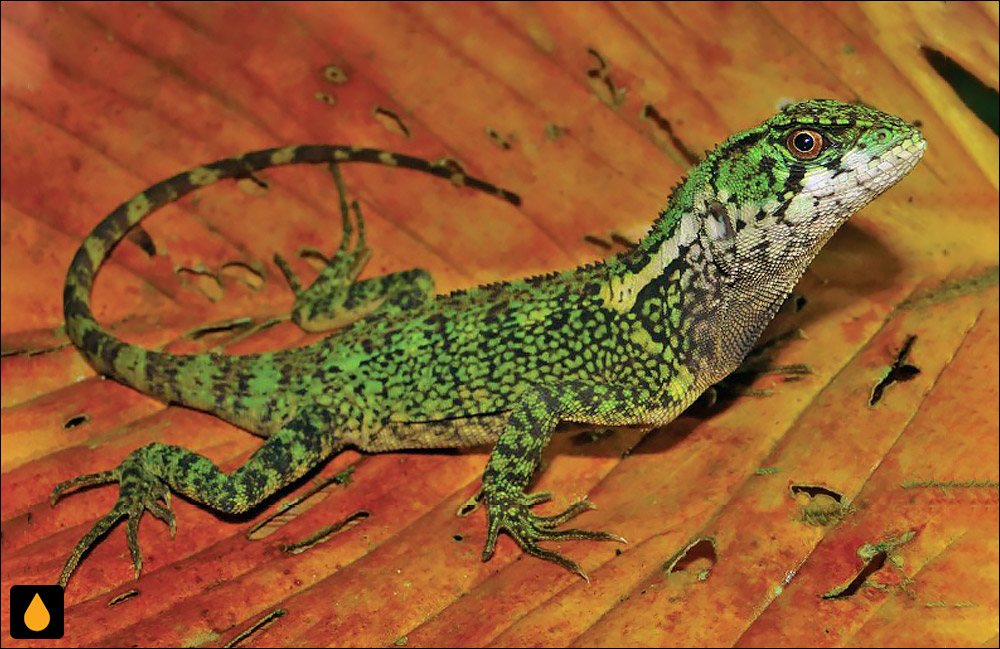 Enyalioides azulae
