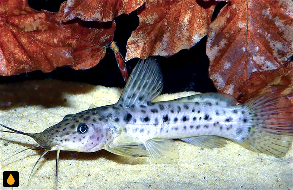 Parauchenoglanis balayi