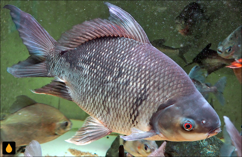 Osteochilus melanopleura