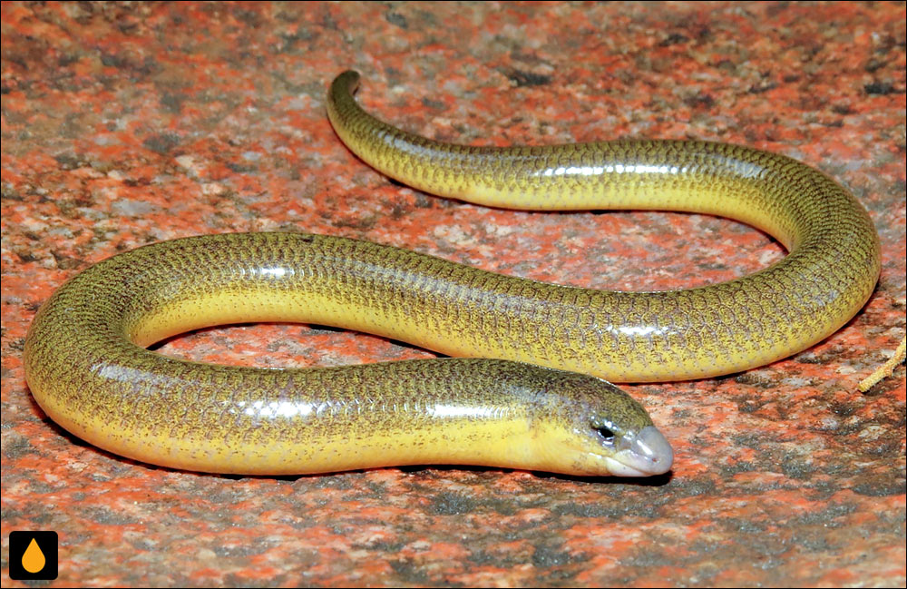 سقنقور دالان‌ساز غربی (سقنقور بی‌پای ساوانا)