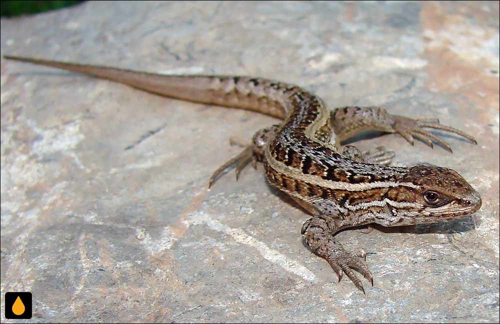 ایگوآنای درختی گونهگون