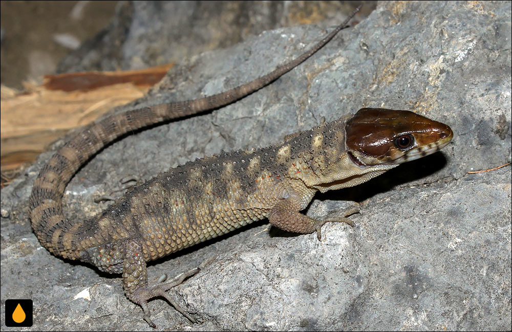 مارمولک شب گرمسیری جاپلان (کاپلان)