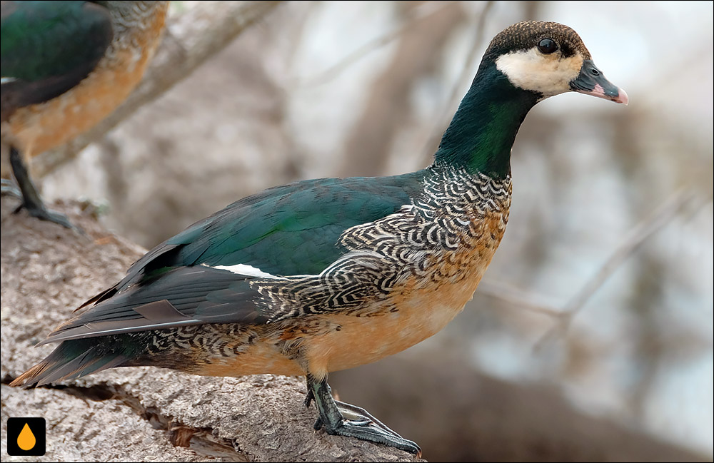 غاز کوتوله‌ی سبز