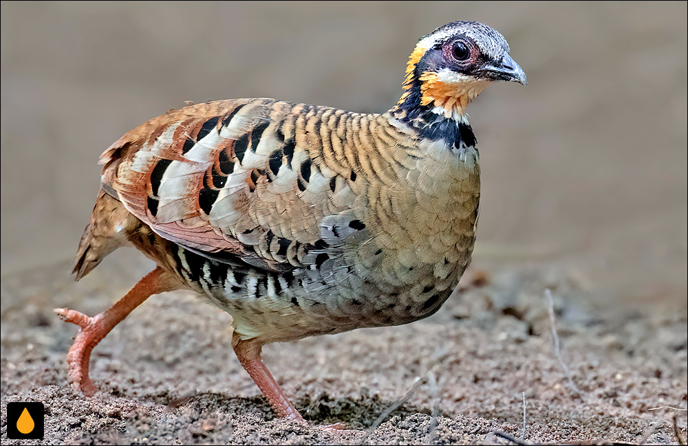 کبک گردن‌نارنجی