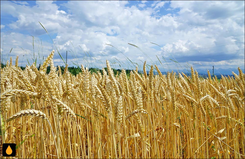 داستان کوتاه نان و میوه‌ی دل