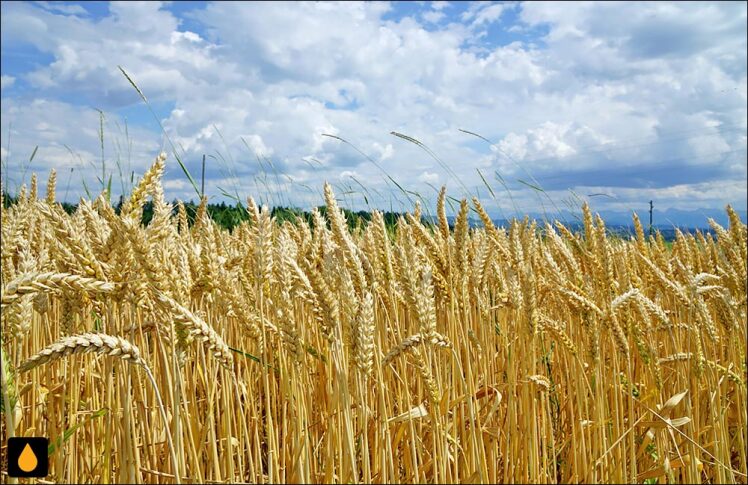 داستان کوتاه نان و میوه‌ی دل