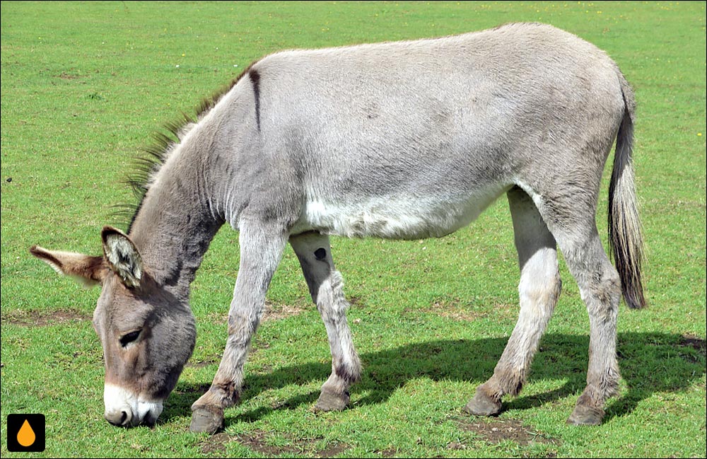 خر (الاغ یا خر رام‌شده)