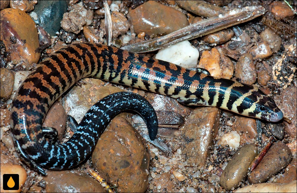 سقنقور خمشپذیر نواری