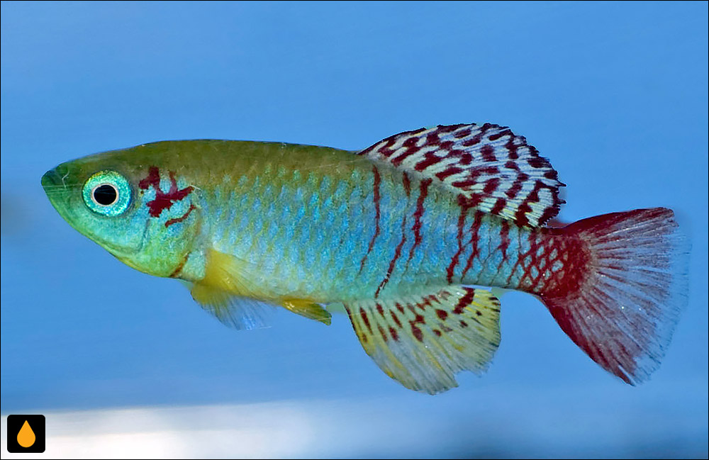 Nothobranchius annectens