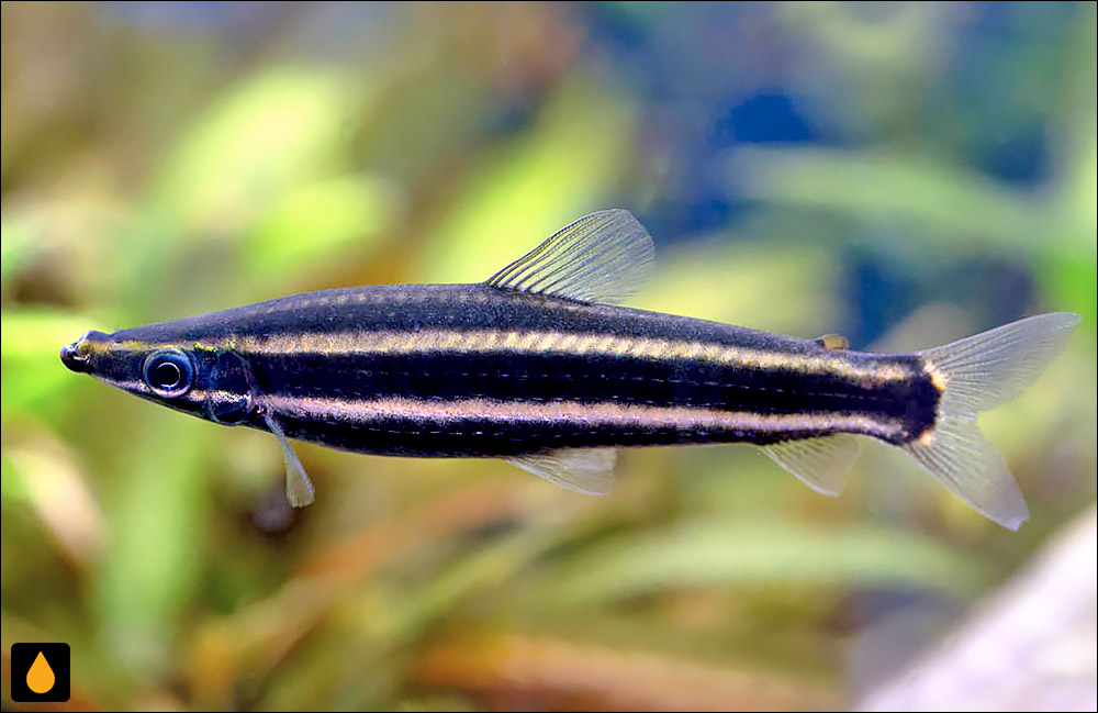 Anostomus ternetzi