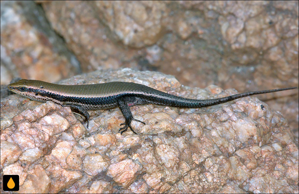 مابویای برنزی سریلانکا