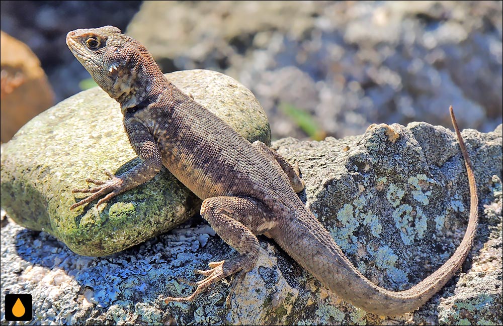 Tropidurus imbituba