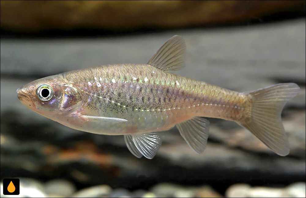 Aphyocypris moltrechti