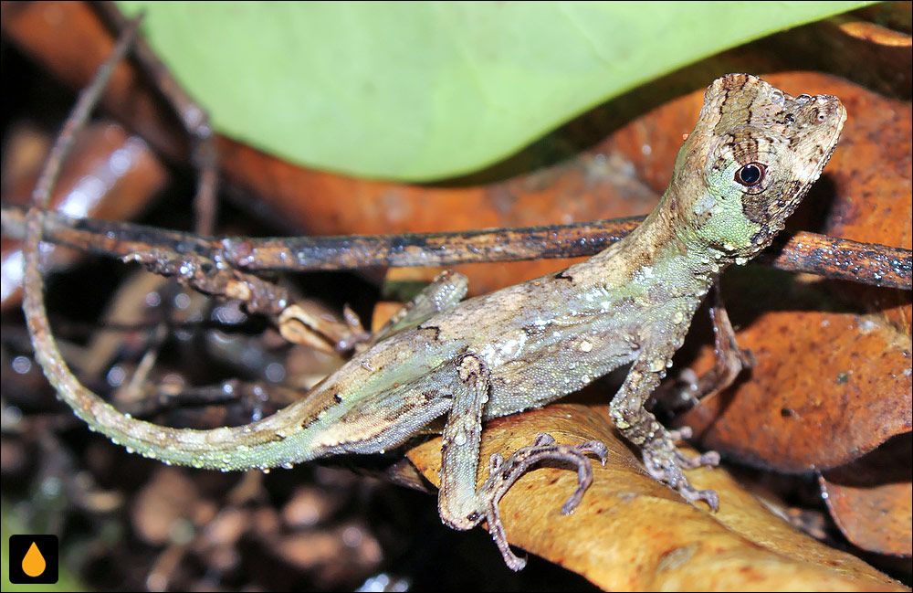 آنول سربزرگ