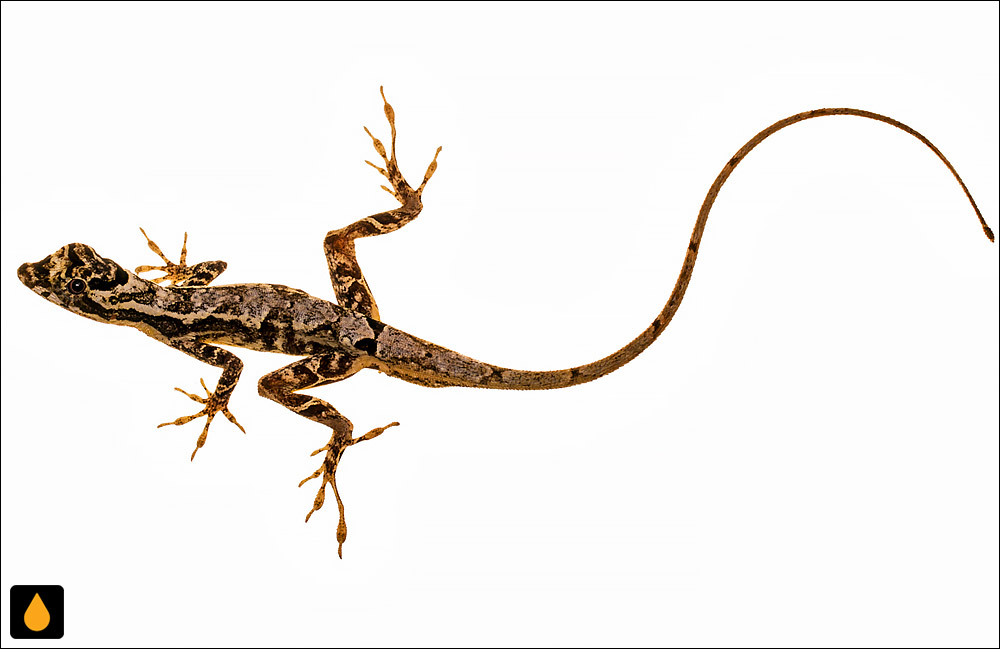 آنول گارلند