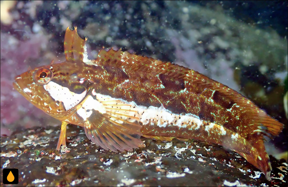 Clinus arborescens