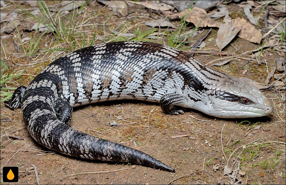 سقنقور زبان‌آبی معمولی