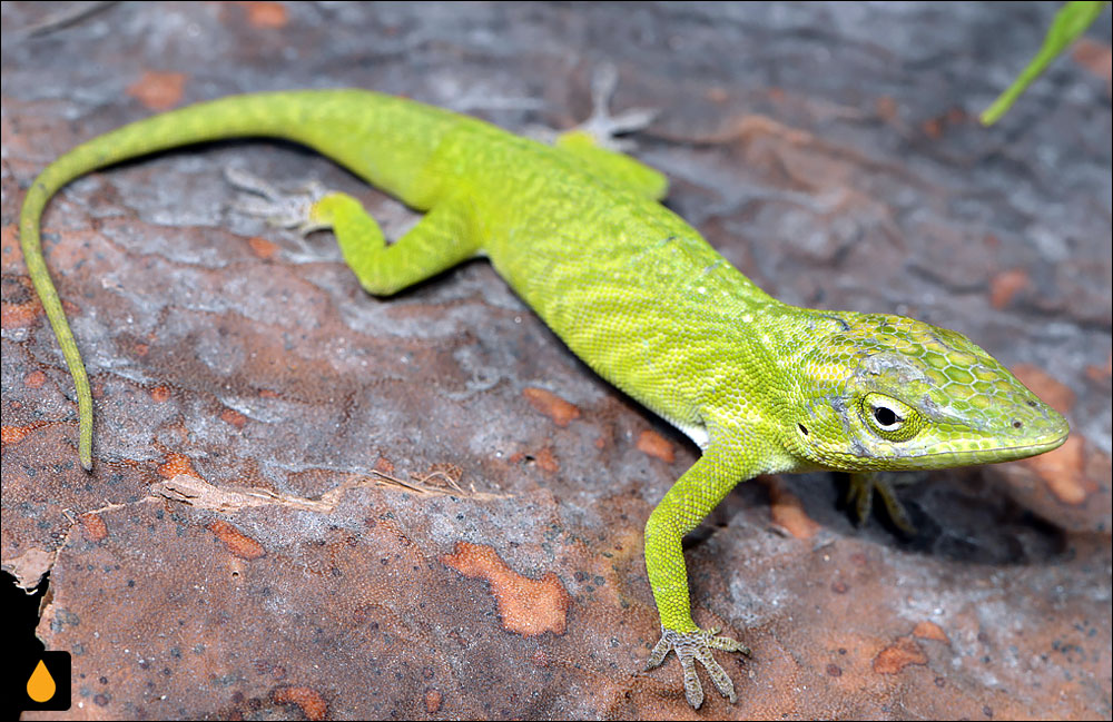 آنول خاتیبونیکو