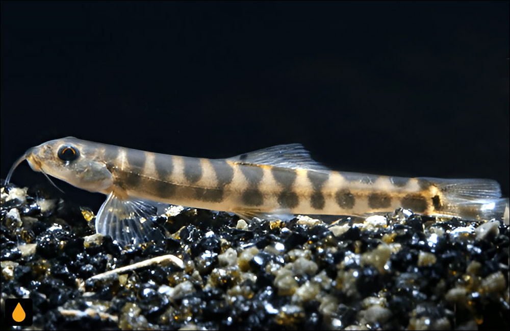 Nemacheilus paucimaculatus