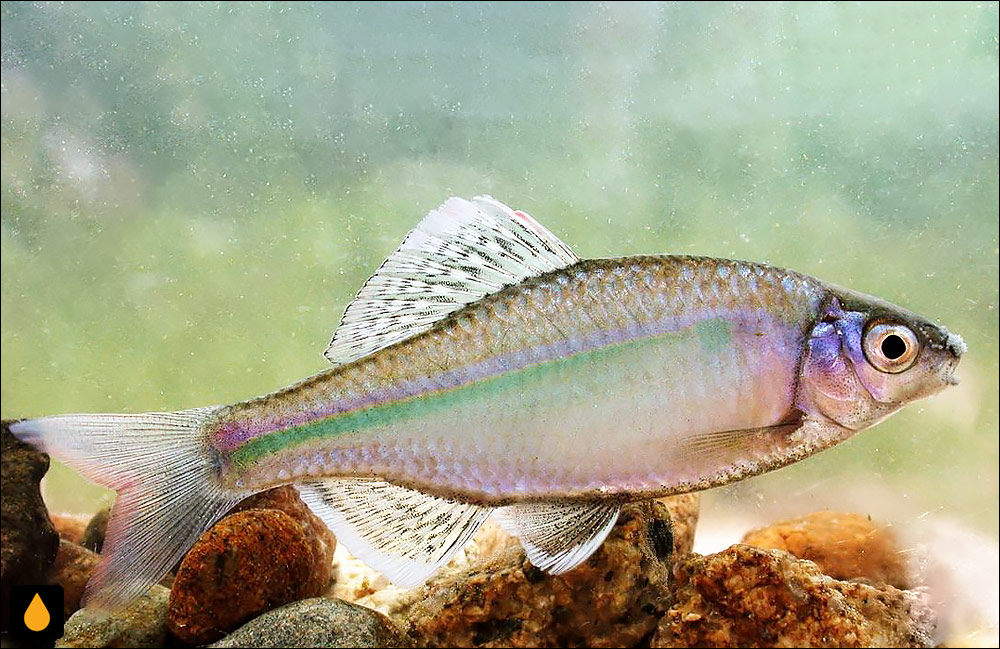 Acheilognathus yamatsutae